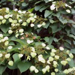 If you've always wanted a climbing ivy but you're afraid to suffer the consequences, 'Moonlight' climbing hydrangea (Schizophragma hydrangeoides) is the alternative for you.
