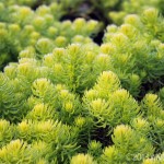 Creeping sedums like 'Angelina' make great alternatives to moss where it's hot, dry and sunny.