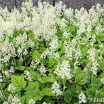 Foam flower (Tiarella cordifolia) in bloom makes a great alternative to primrose for dry shade, and it's a great groundcover too.