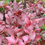 Blueberry is a native plant, makes edible berries, and has all the color of burning bush without the weediness.